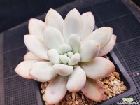 후레뉴1102-4 다육식물