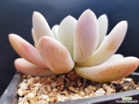 후레뉴1102-4 다육식물