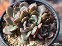 산타루이스 군생 S0492 다육식물