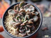 산타루이스 군생 S0492 다육식물