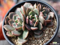 산타루이스 군생 S0492 다육식물