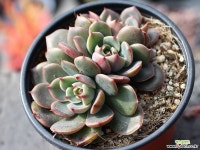 산타루이스 군생 S0492 다육식물