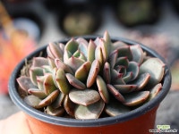 산타루이스 군생 S0492 다육식물