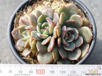 산타루이스 군생 S0492 다육식물