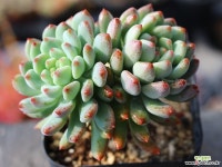 블루엘프 목대 S0405 다육식물