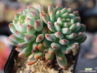 블루엘프 목대 S0405 다육식물