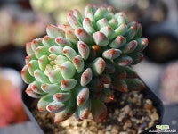 블루엘프 목대 S0405 다육식물