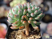 블루엘프 목대 S0405 다육식물