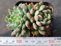 블루엘프 목대 S0405 다육식물