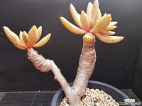 군작1102-17 다육식물