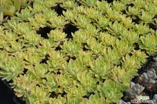 펜지 묵은둥이 랜덤 다육식물