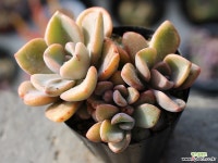 연봉 군생 S0444 다육식물