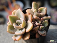 연봉 군생 S0444 다육식물