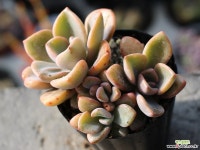 연봉 군생 S0444 다육식물