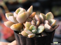 연봉 군생 S0444 다육식물