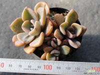 연봉 군생 S0444 다육식물