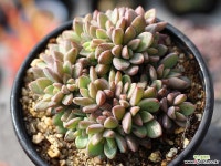 원종프리티 군생 S0477 다육식물