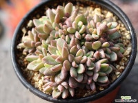 원종프리티 군생 S0477 다육식물