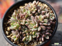 원종프리티 군생 S0477 다육식물