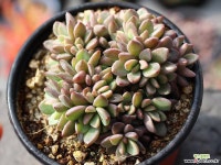 원종프리티 군생 S0477 다육식물