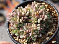 원종프리티 군생 S0477 다육식물