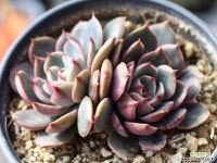 산타루이스 군생 S0493 다육식물