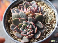 산타루이스 군생 S0493 다육식물