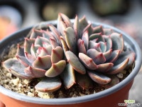 산타루이스 군생 S0493 다육식물