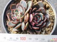 산타루이스 군생 S0493 다육식물