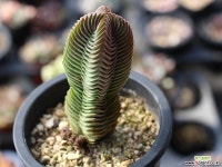 부다템플 S0506 다육식물