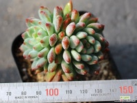 블루엘프 목대 S0406 다육식물