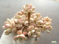 애그린원 10- 다육식물