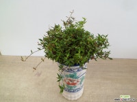 좀마삭 수고30-13 야생화