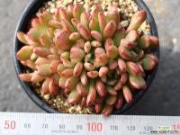 핑클루비 군생 S0483 다육식물