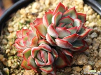 문가드니스 군생 S0431 다육식물