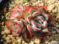 문가드니스 군생 S0431 다육식물