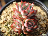 문가드니스 군생 S0431 다육식물