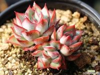 문가드니스 군생 S0431 다육식물