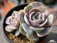 블루서프라이즈 군생 S0472 다육식물