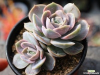 블루서프라이즈 군생 S0472 다육식물