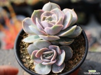 블루서프라이즈 군생 S0472 다육식물