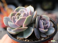 블루서프라이즈 군생 S0472 다육식물