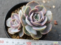 블루서프라이즈 군생 S0472 다육식물