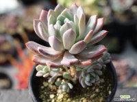 입전 목대 S0482 다육식물