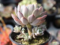 입전 목대 S0482 다육식물