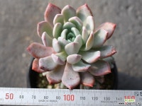 입전 목대 S0482 다육식물