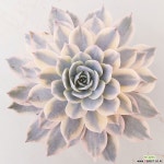 섭세실리스금74 다육금