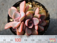 연봉 군생 S0445 다육식물
