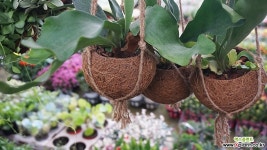 박쥐란/공기정화식물/행잉플랜트 공기정화식물