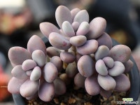 아메치스 자연군생 S0327 다육식물